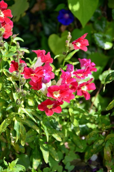 Antirrhinum majus 'La Bella rouge et blanc'
